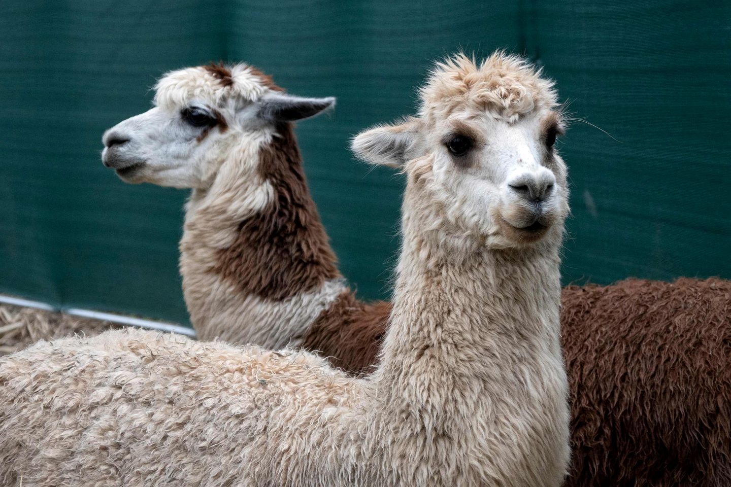 Two alpacas standing next to each other.