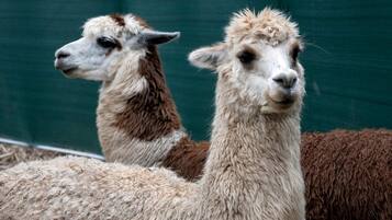 Two alpacas standing next to each other.