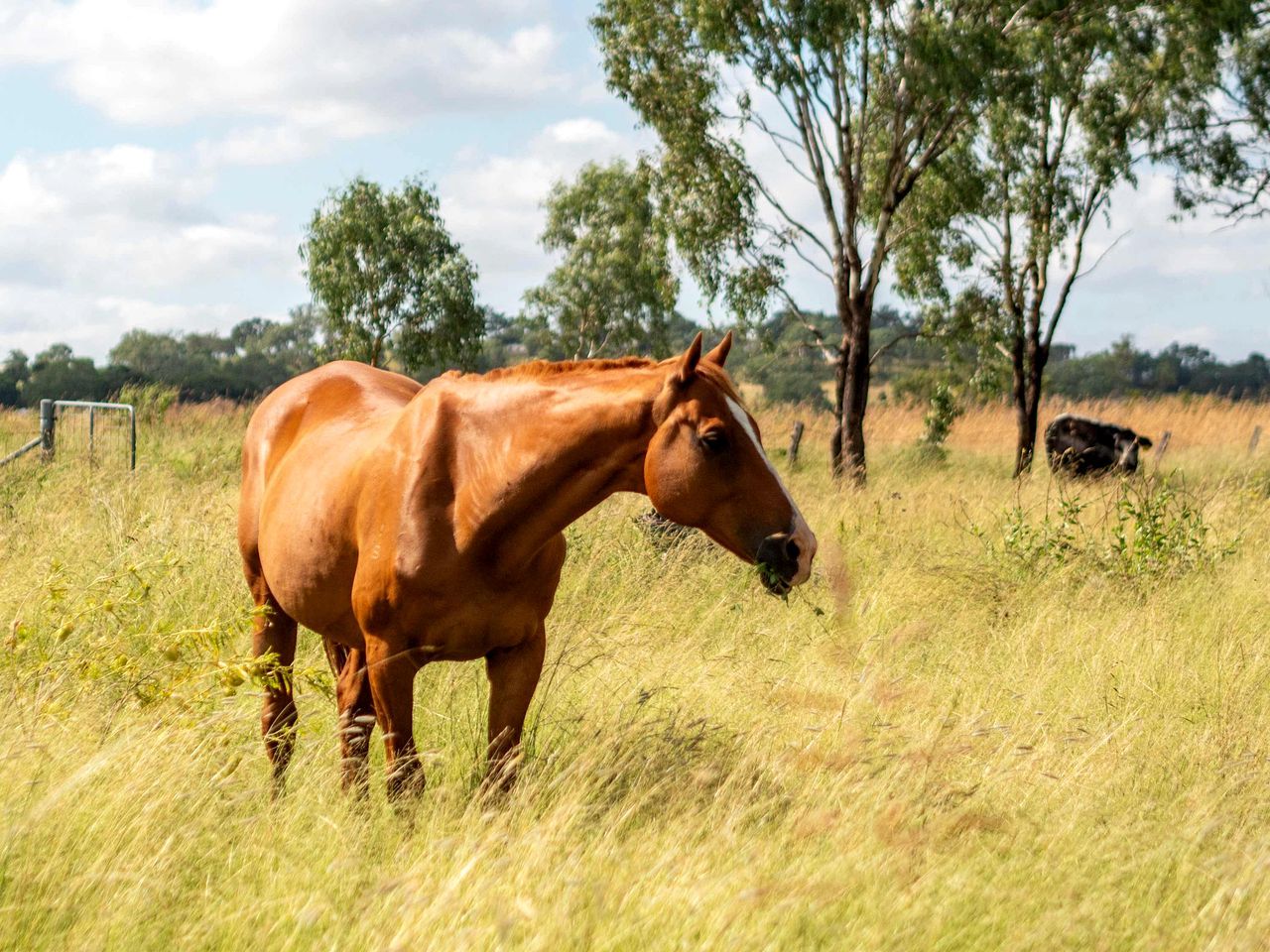 A horse in a grassy field with trees in the background.