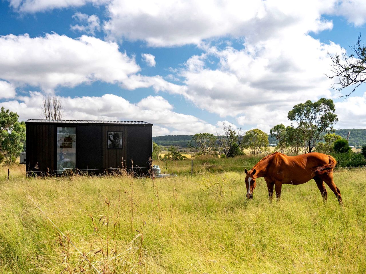 Un cheval broute dans un champ, avec une petite cabane noire en arrière-plan.