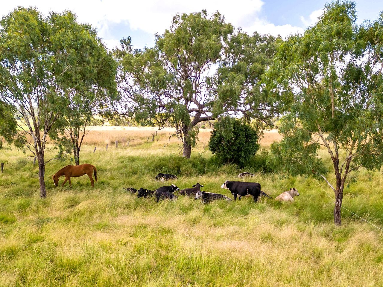 A grassy field with trees and a horse grazing.