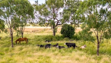 A grassy field with trees and a horse grazing.
