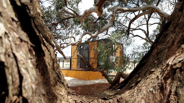 A tree trunk framing a view of a building with a yellow facade and large windows.