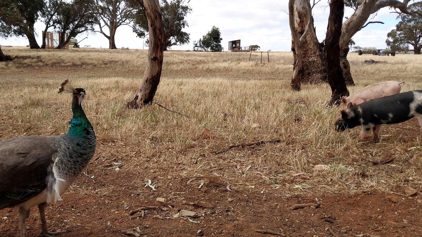 A turkey standing on dry grass with trees in the background.