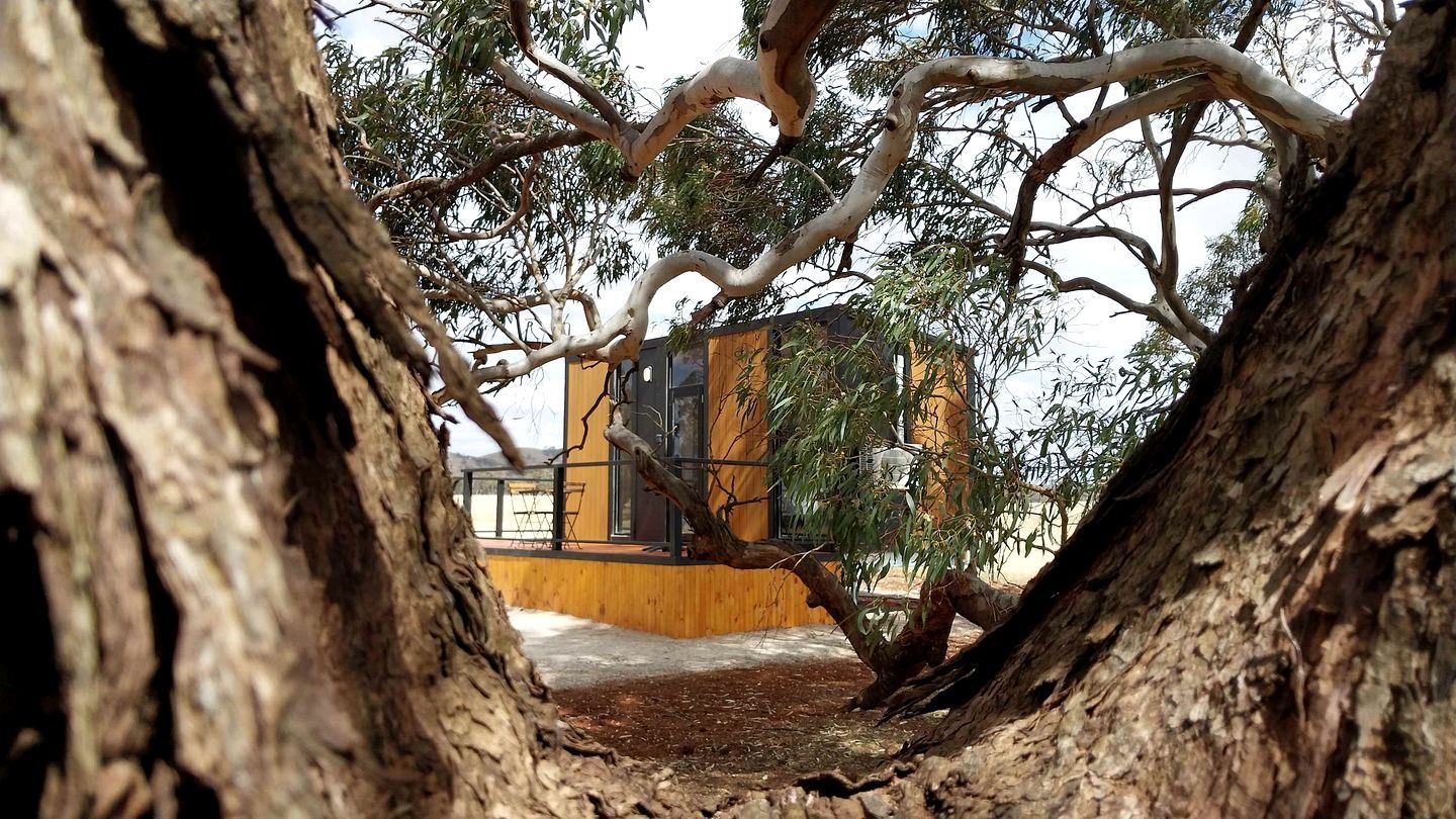 A tree trunk framing a view of a building with a yellow facade and large windows.