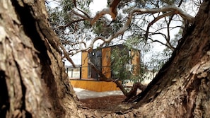 A tree trunk framing a view of a building with a yellow facade and large windows.