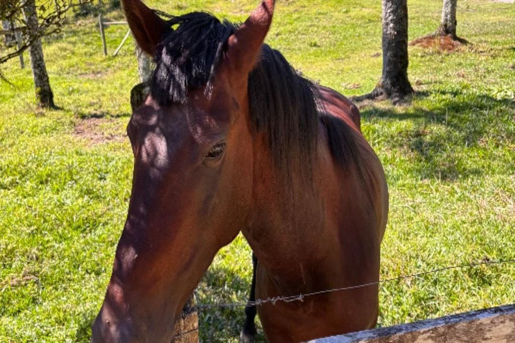 Un caballo en un recinto cubierto de hierba con una cerca.
