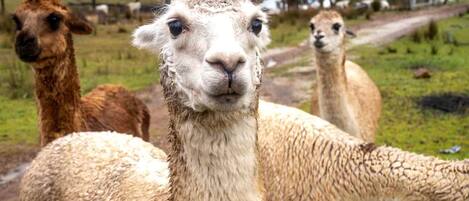A llama with a wet coat standing in a grassy area with trees and a fence in the background.