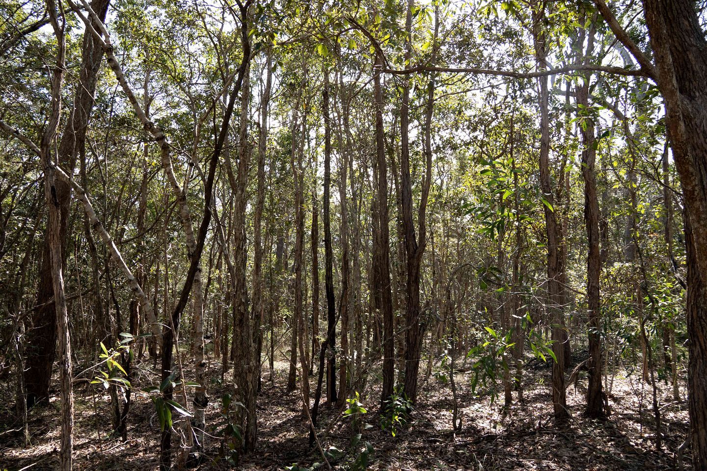 A dense forest with tall trees and a ground covered in dry leaves.
