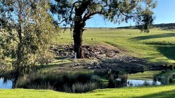 A tree in a grassy field with a small body of water.
