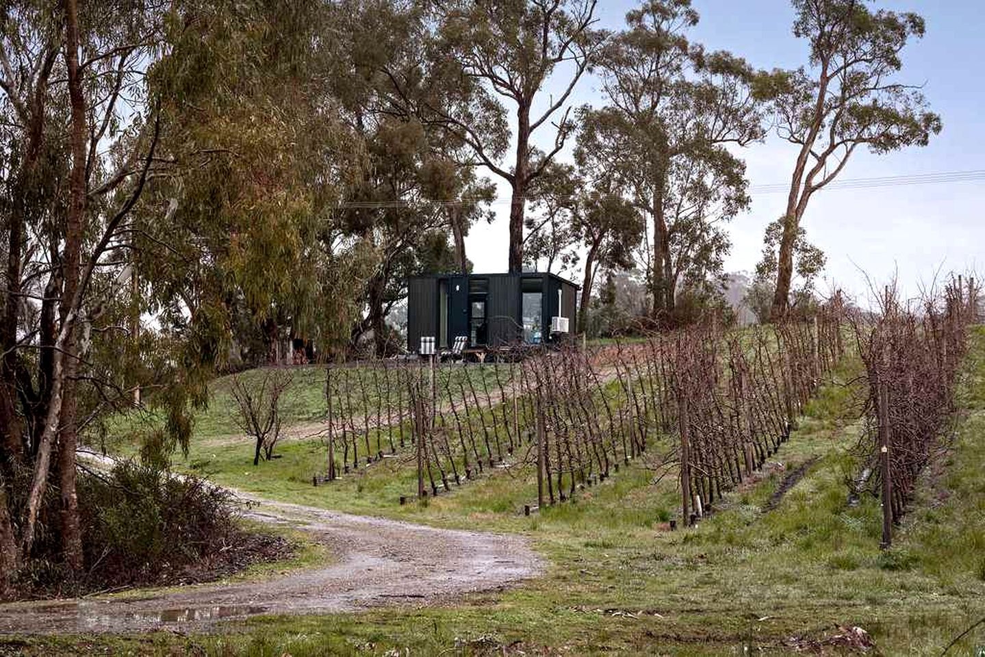 Un vignoble avec des rangées de vignes et un bâtiment en arrière-plan.