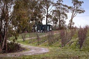 A vineyard with rows of grapevines and a building in the background.
