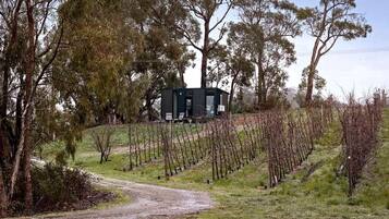 A vineyard with rows of grapevines and a building in the background.