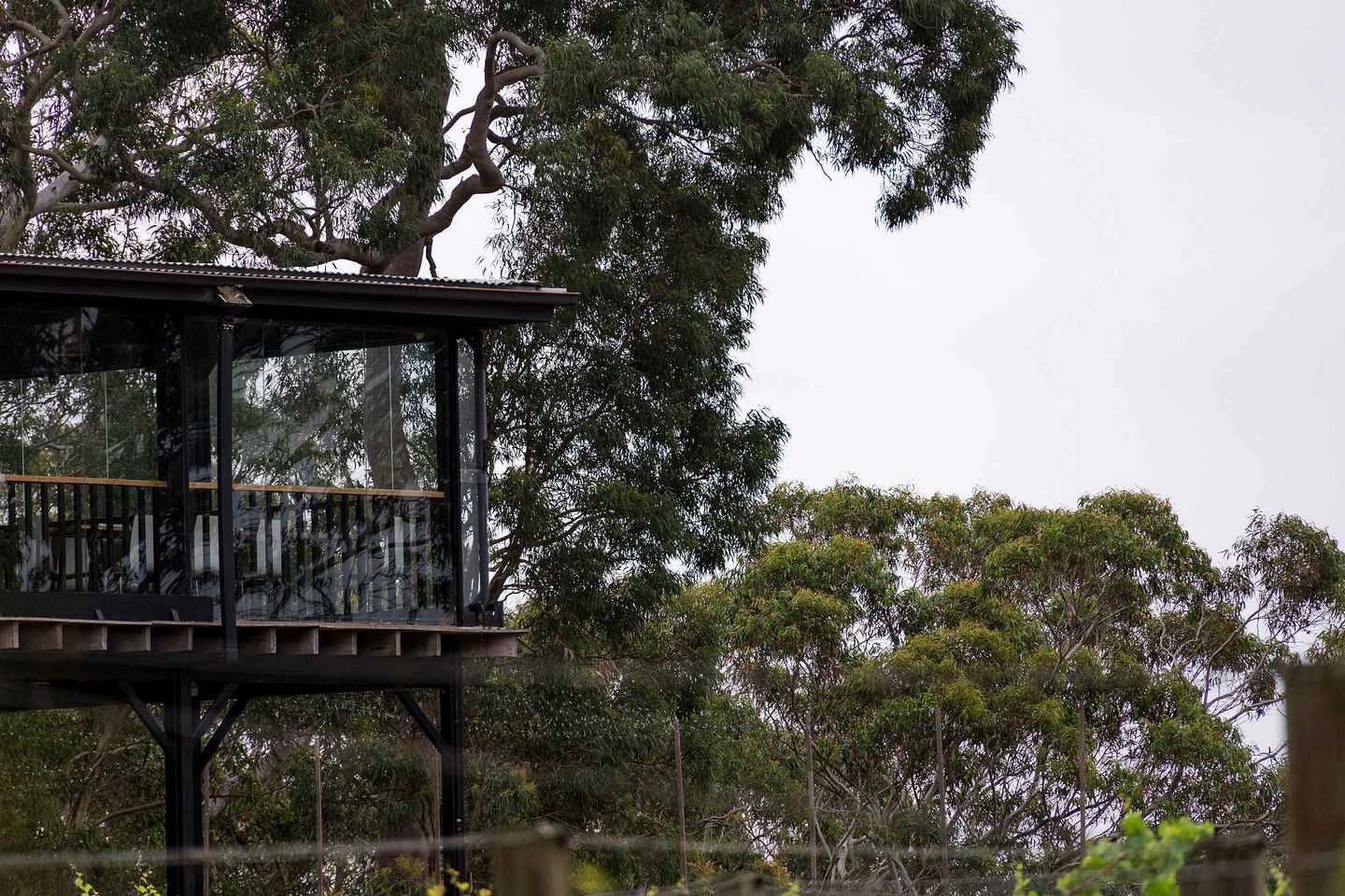 Une structure entièrement vitrée, dotée d’une terrasse en bois et entourée d’une végétation luxuriante.