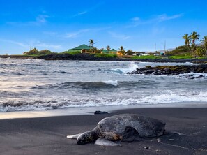 A beach with waves, a turtle on the sand, and a building with a green roof in the background. - Peaceful Eco-Farm A-Frame in Keaau,Volcano & Beach (Keaau)