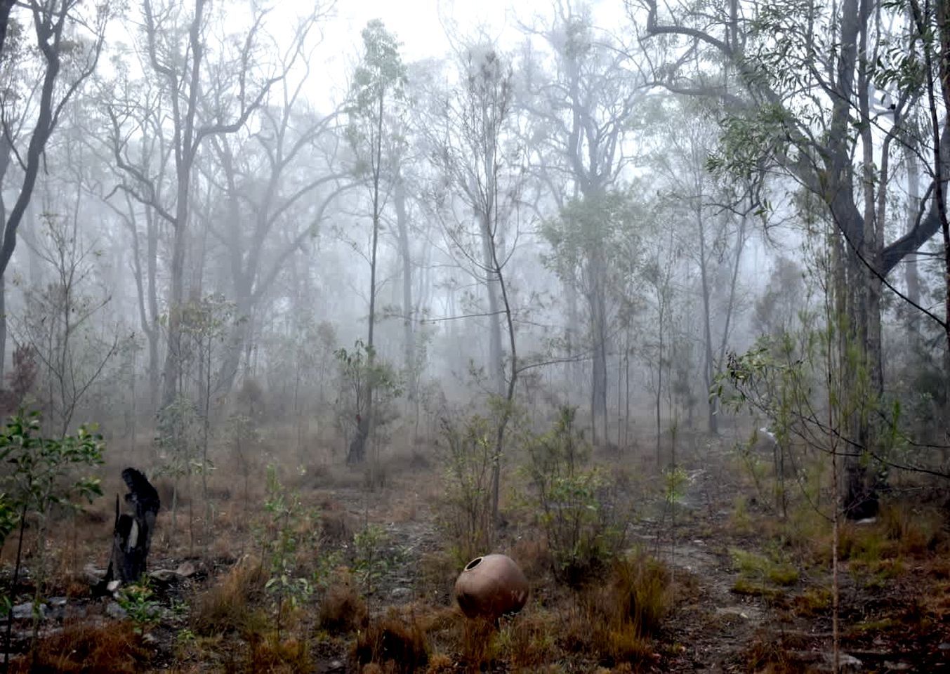 A forest with a foggy atmosphere, trees, and a large pot in the foreground.