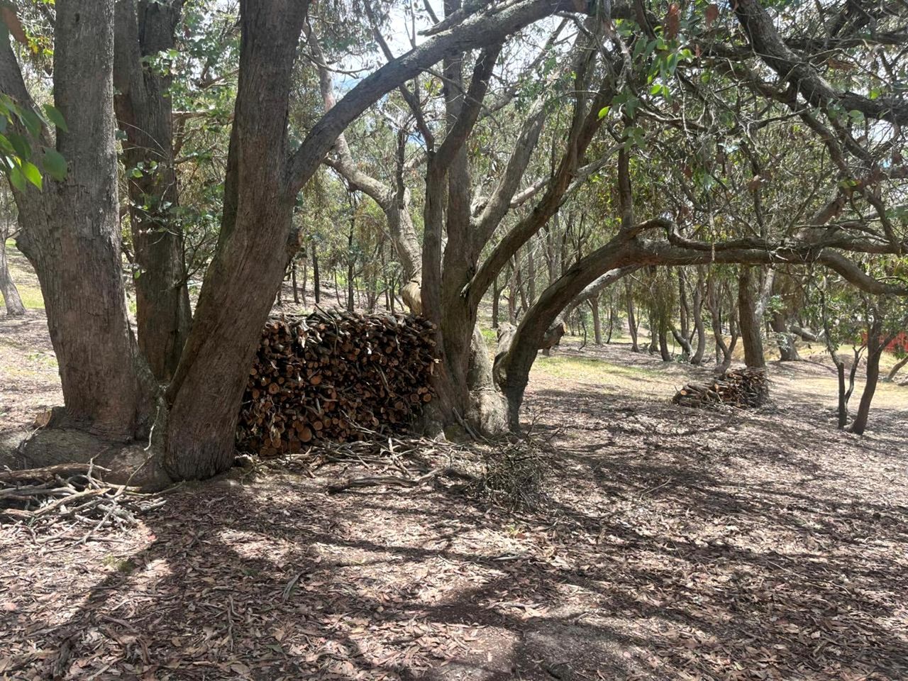 A forested area with trees and a pile of cut wood.