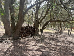 A forested area with trees and a pile of cut wood.