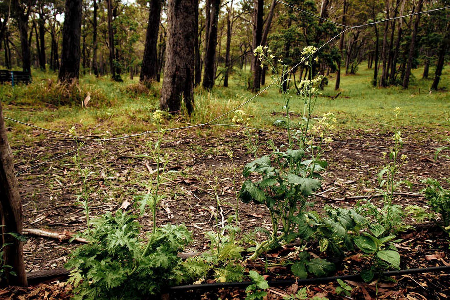 A forested area with a garden bed and a wire fence.