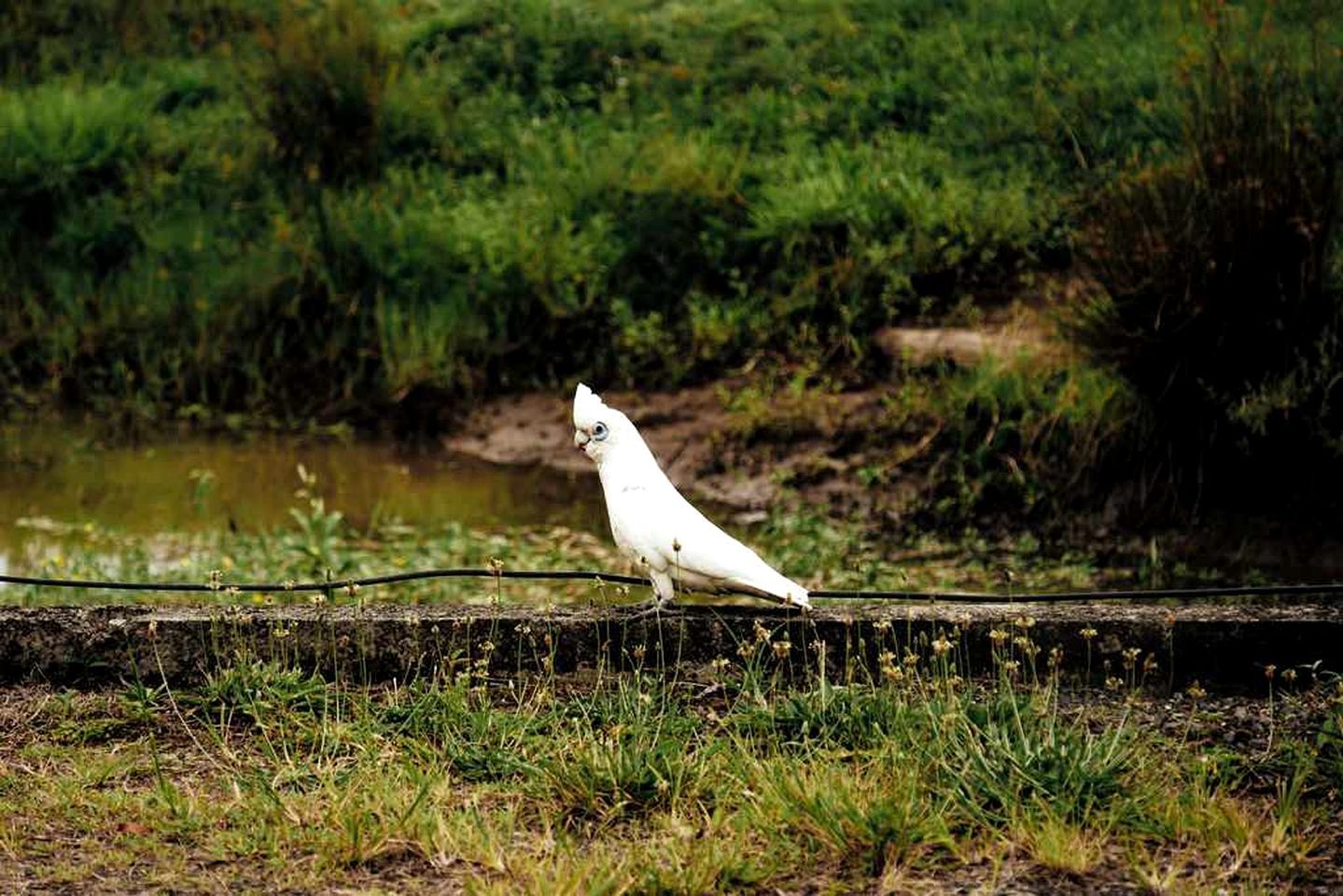 Een witte vogel zit op een betonnen rand, met een natuurlandschap op de achtergrond.