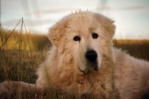Unclassified image, 2 of 13, button - Pet Friendly Farm Stay Glamping in a Victoria Tiny Home (Smeaton)