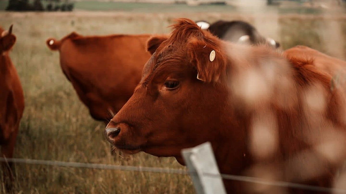 A close-up of a brown cow with a tag on its ear, standing behind a wire fence.
