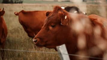 A close-up of a brown cow with a tag on its ear, standing behind a wire fence.
