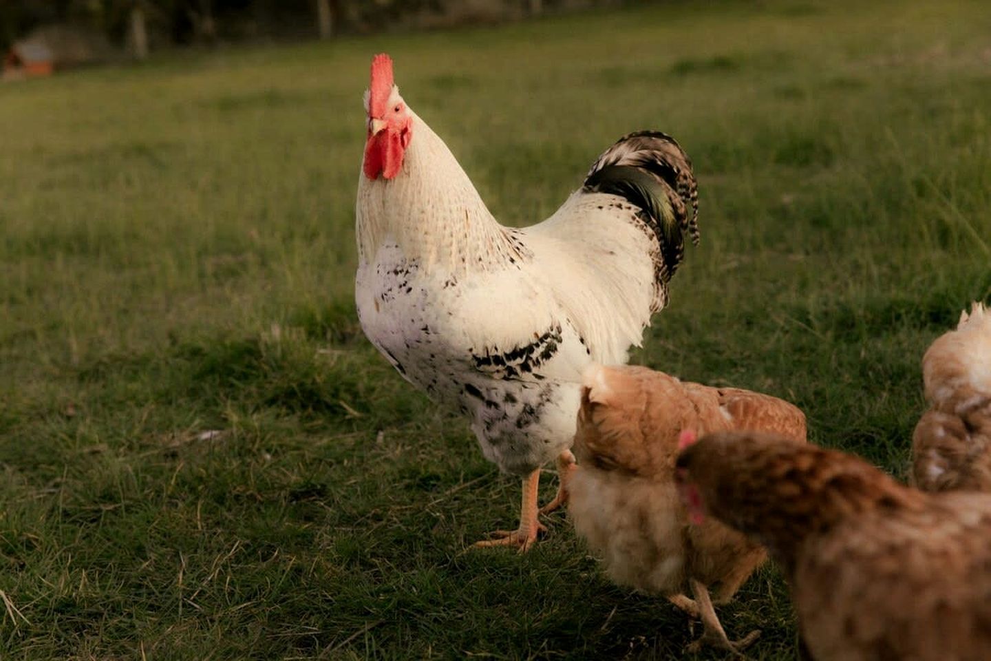 Un gallo con polluelos en un campo de hierba.