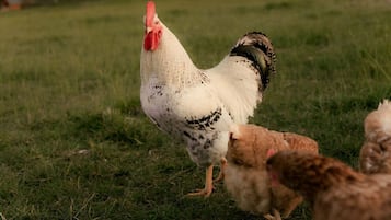 Un gallo con polluelos en un campo de hierba.