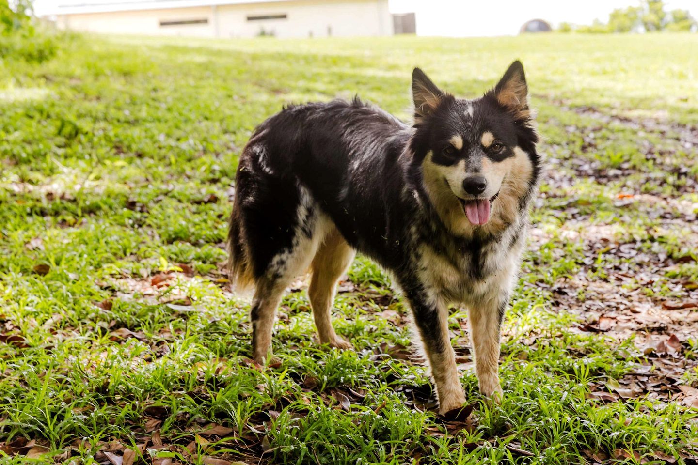 A dog standing on grass with a building in the background.