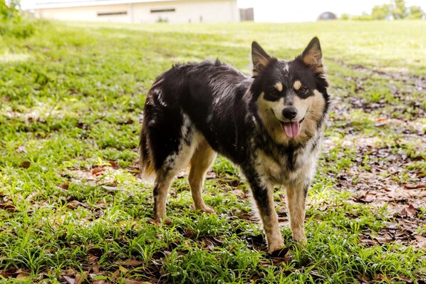 A dog standing on grass with a building in the background.