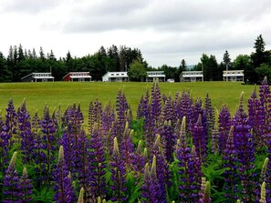 Ein Feld mit violetten Lupinenblüten, im Hintergrund eine Reihe weißer Gebäude.