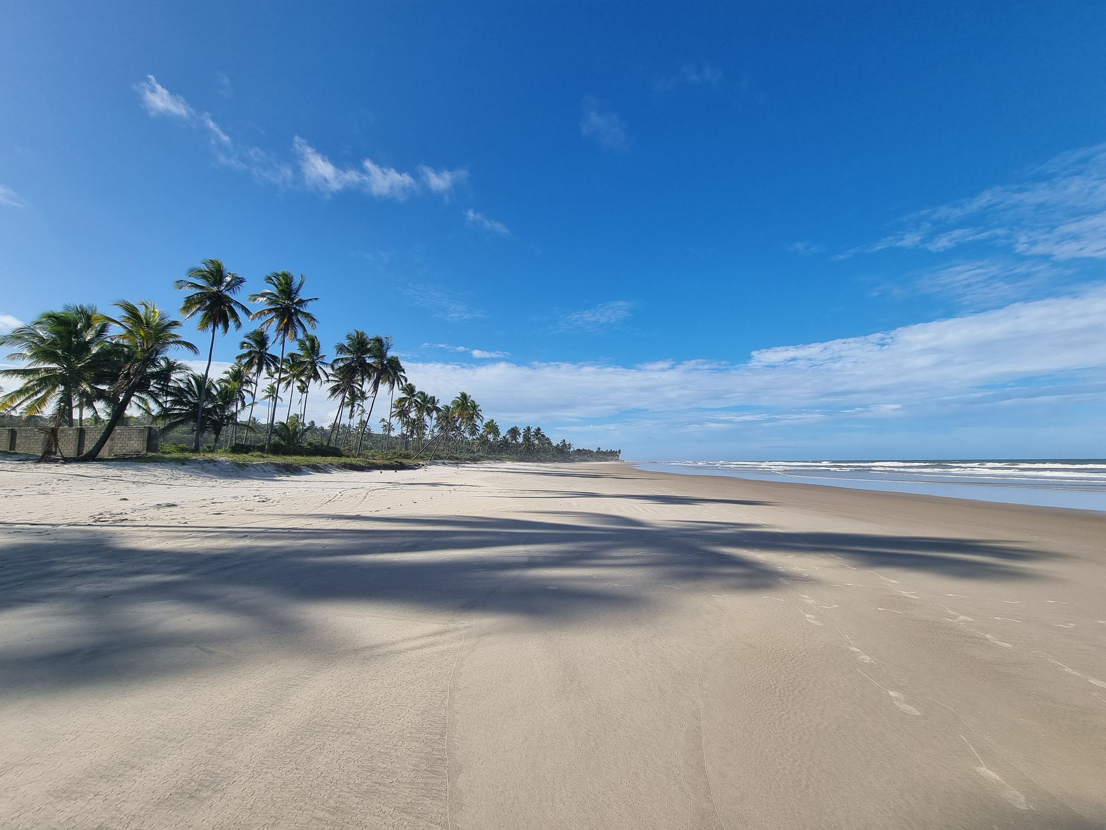 A beach with palm trees and a clear sky.