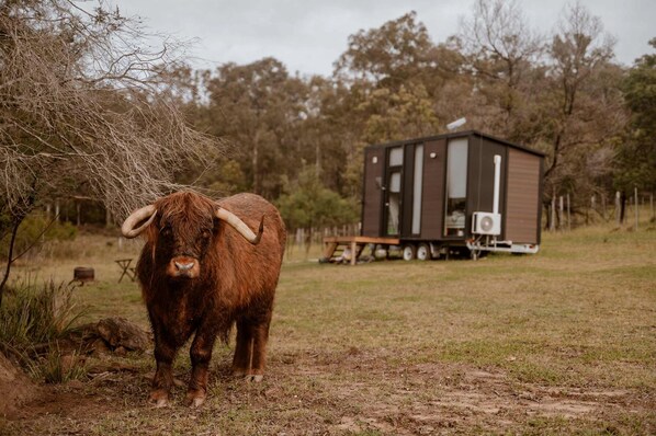 A brown yak standing in a grassy field with a mobile home in the background.