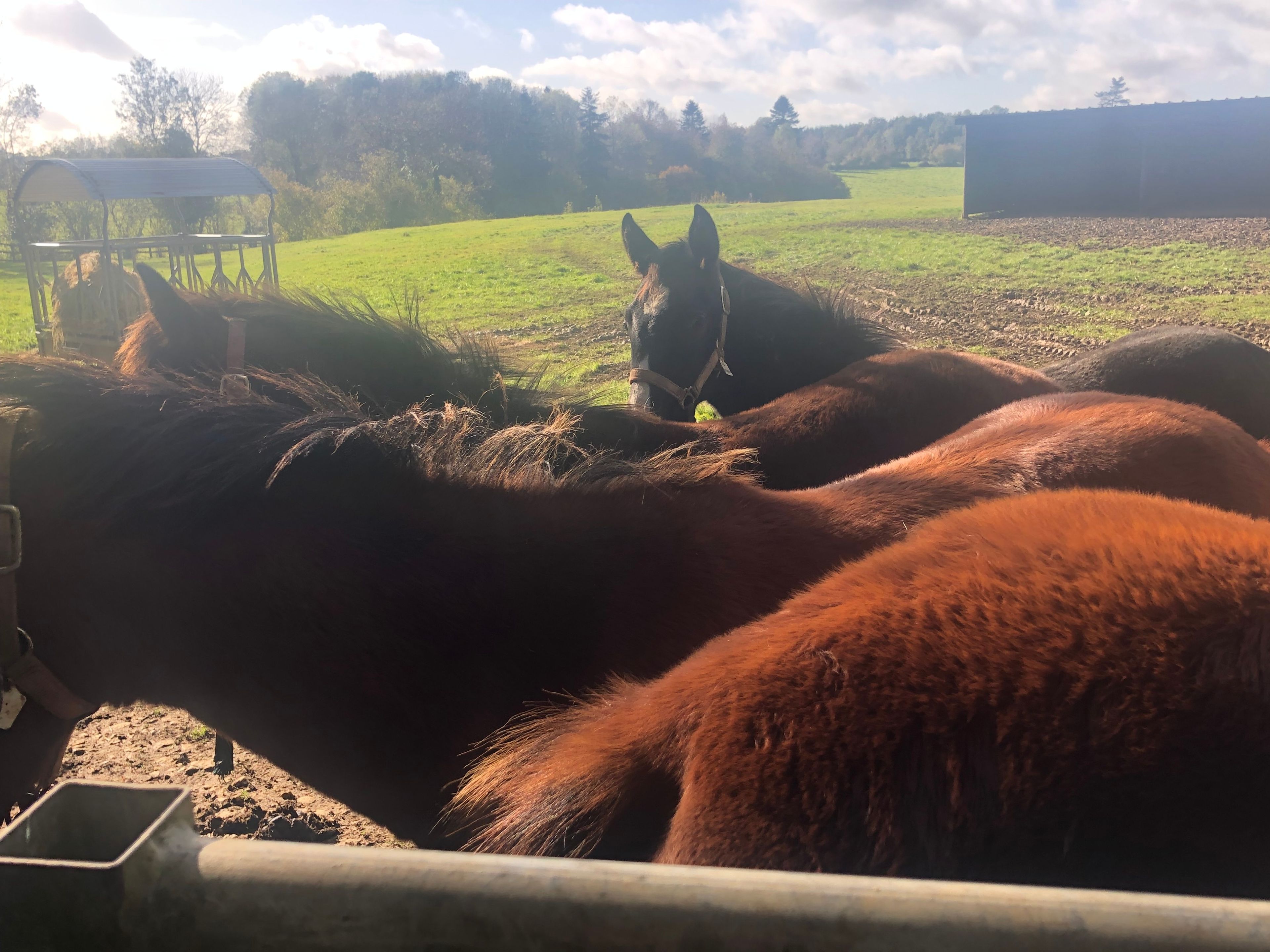 Une écurie avec des chevaux.