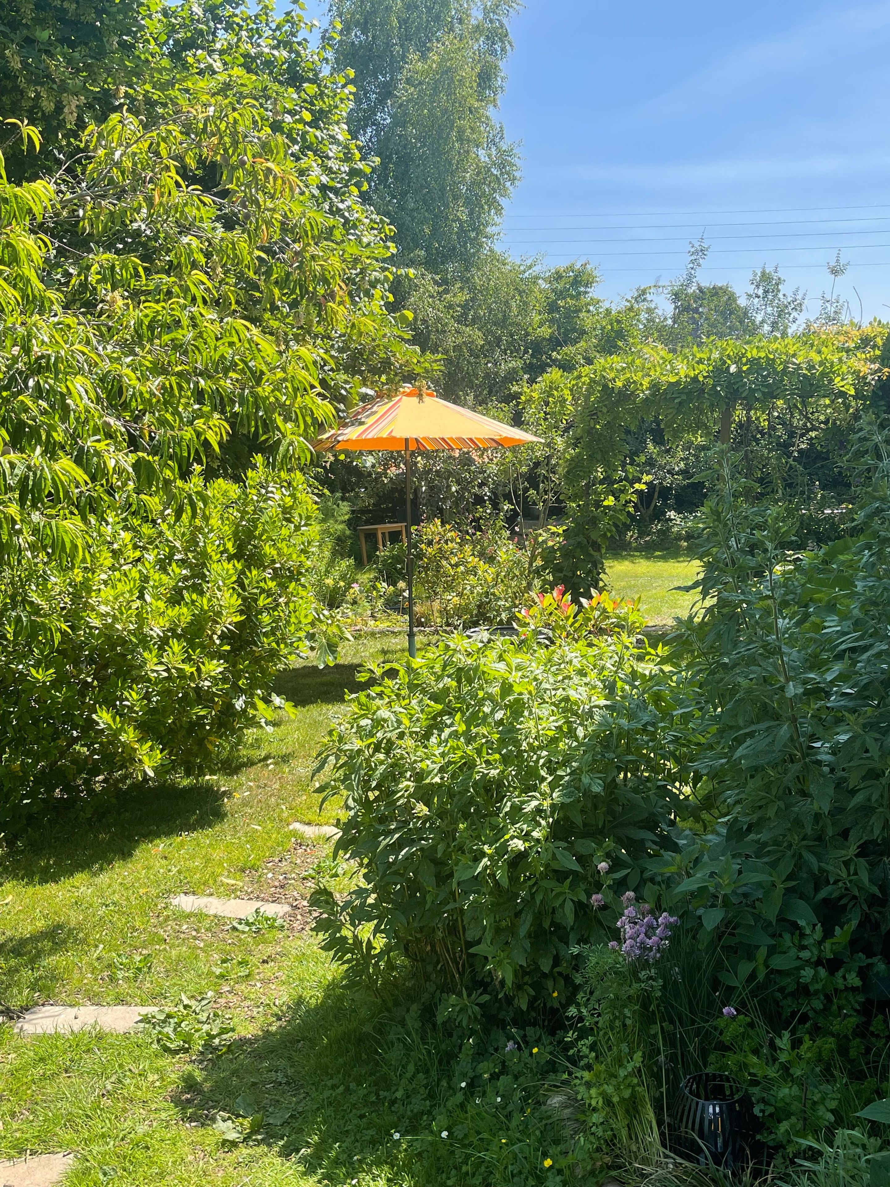 A garden with a wooden bench, a yellow umbrella, and various green plants.