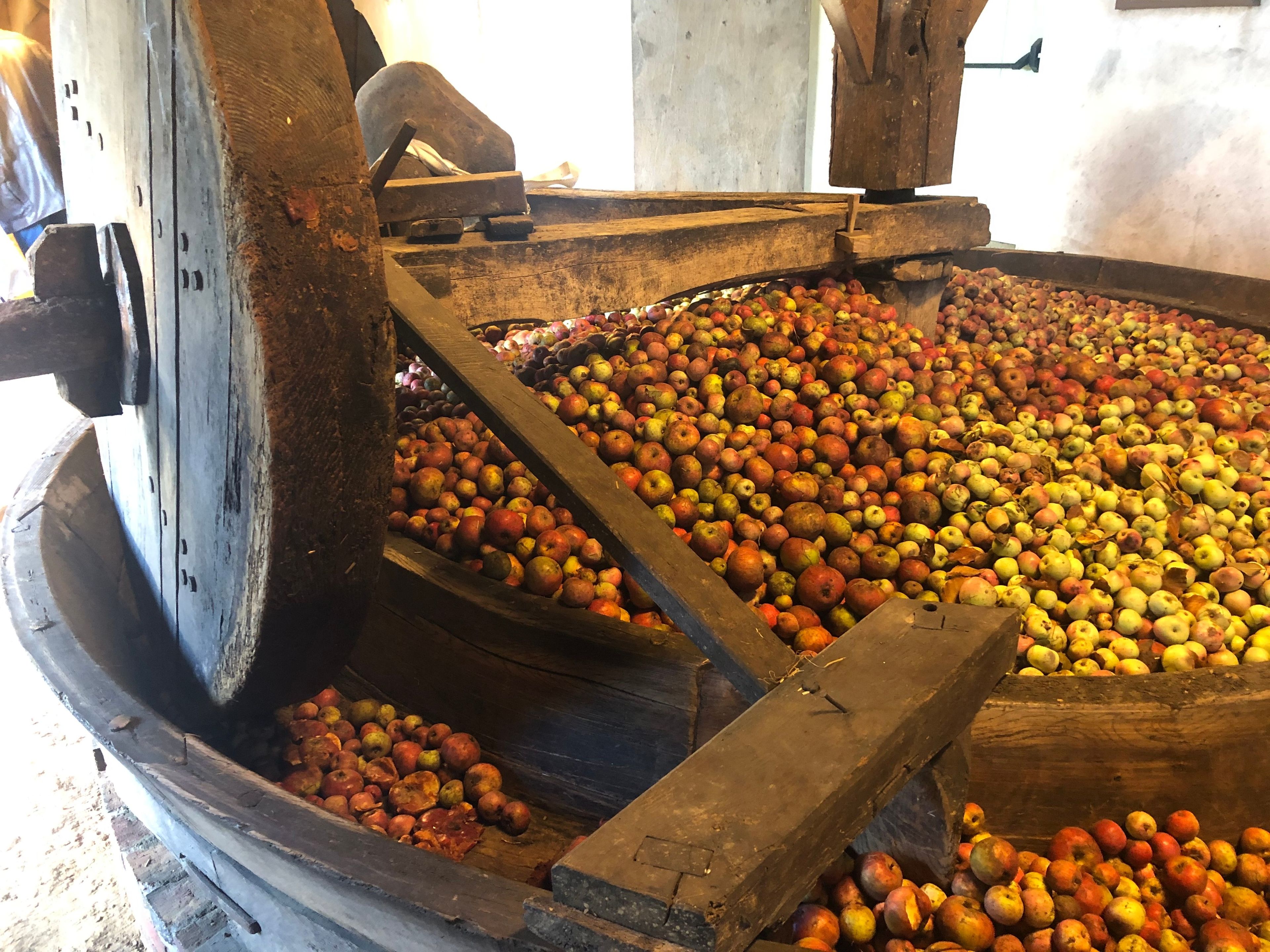 Un grand tonneau en bois rempli de pommes, faisant partie d’un système mécanique de tri ou de transformation des pommes.