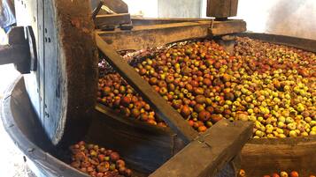 Un grand tonneau en bois rempli de pommes, faisant partie d’un système mécanique de tri ou de transformation des pommes.