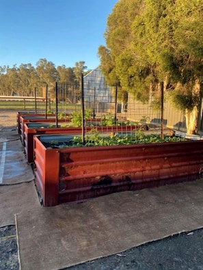 A garden with raised beds and a fence. - Tiny House Stay with Cozy Fireplace and Nature Views in Koonoomoo, Australia (Koonoomoo)