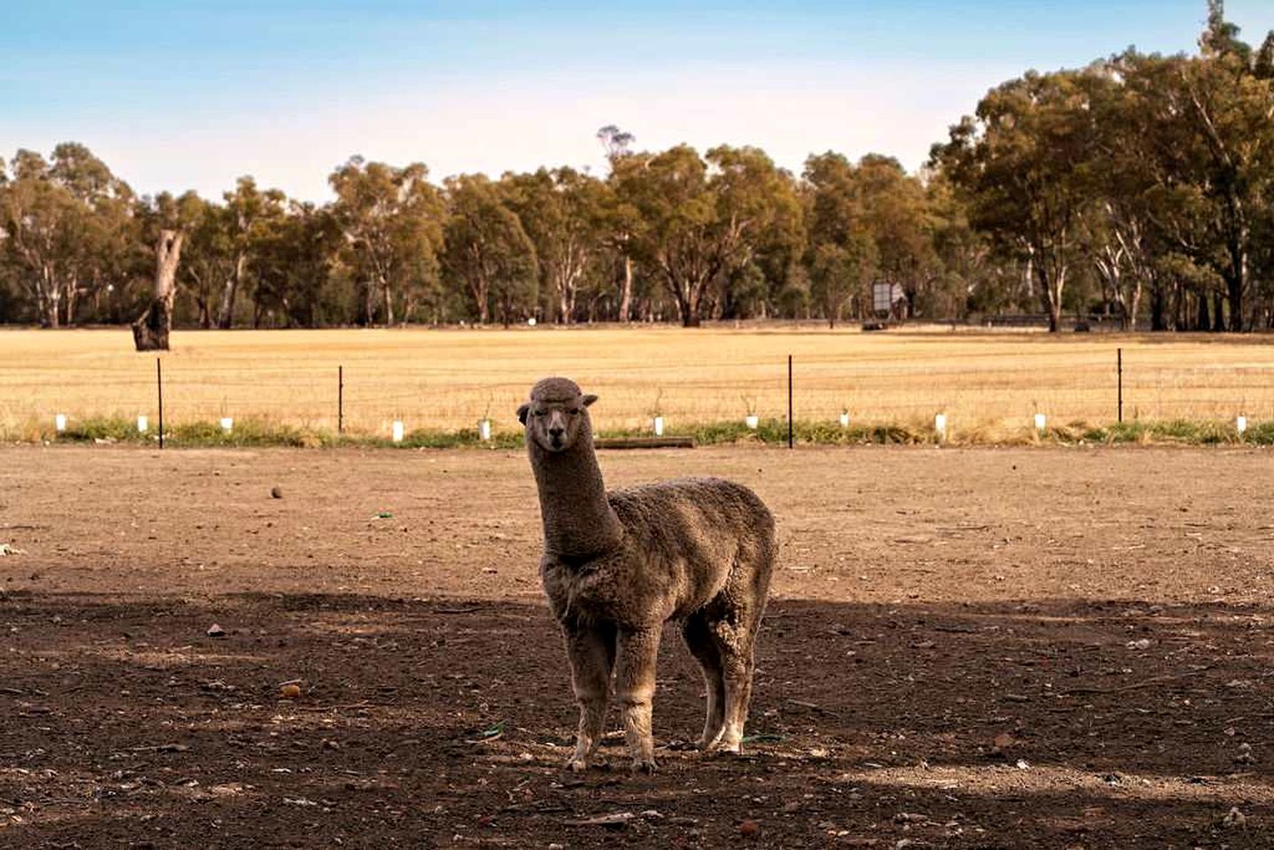 Una llama de pie en un campo cercado con árboles al fondo.