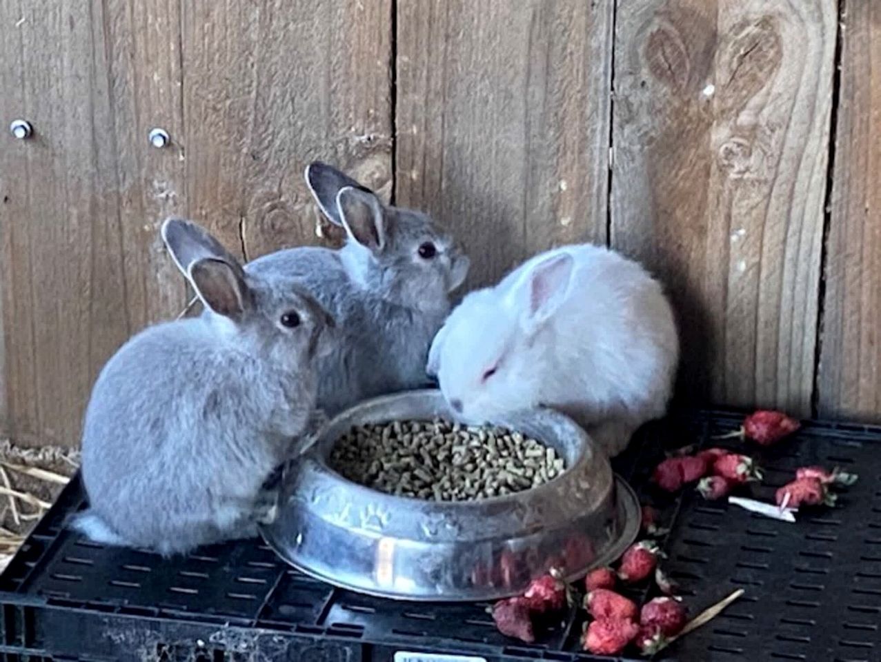 Three rabbits eating from a metal bowl on a black tray.