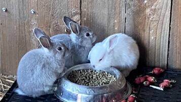 Three rabbits eating from a metal bowl on a black tray.