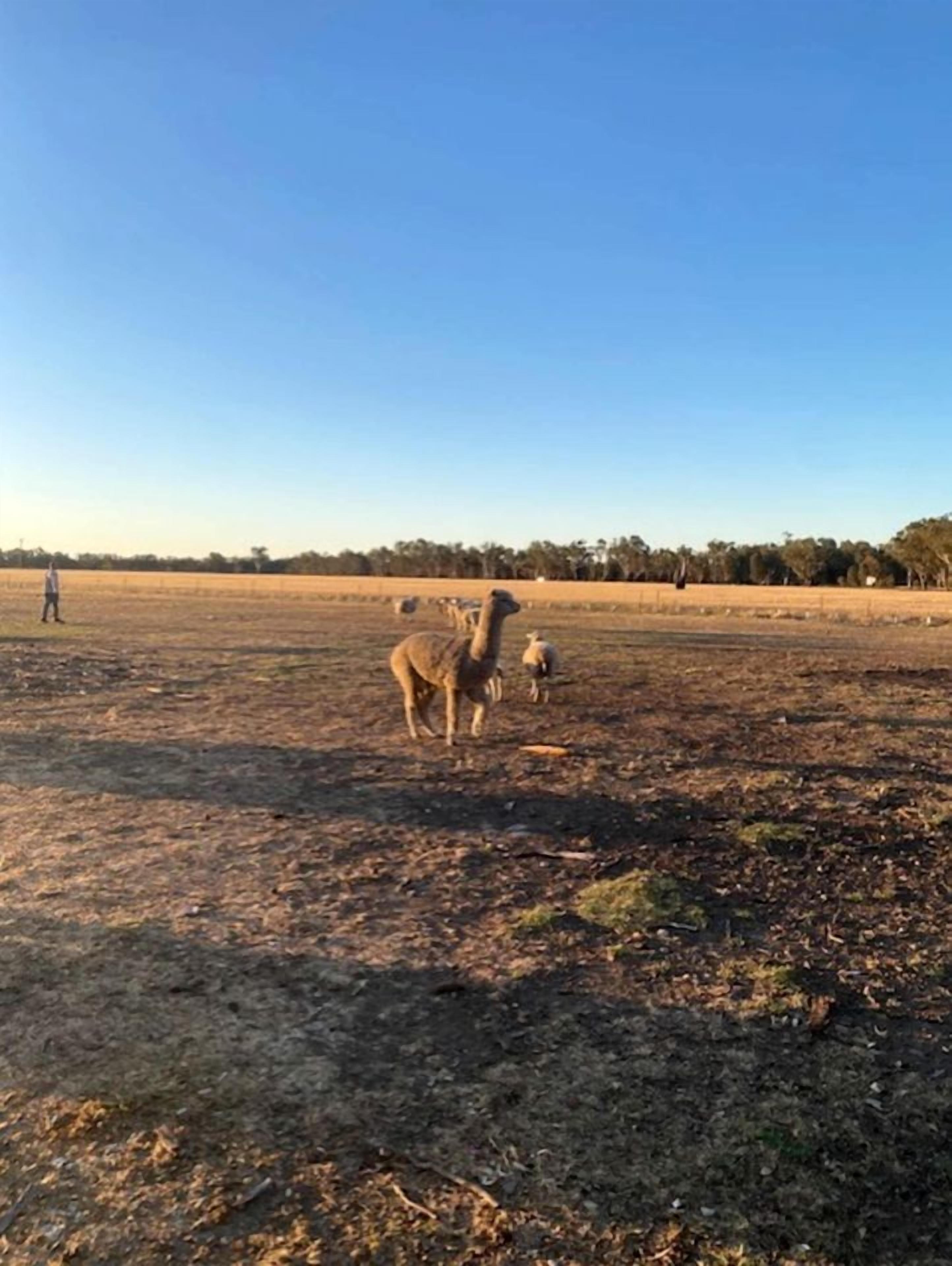 Un campo extenso con algunos animales y una persona a lo lejos.
