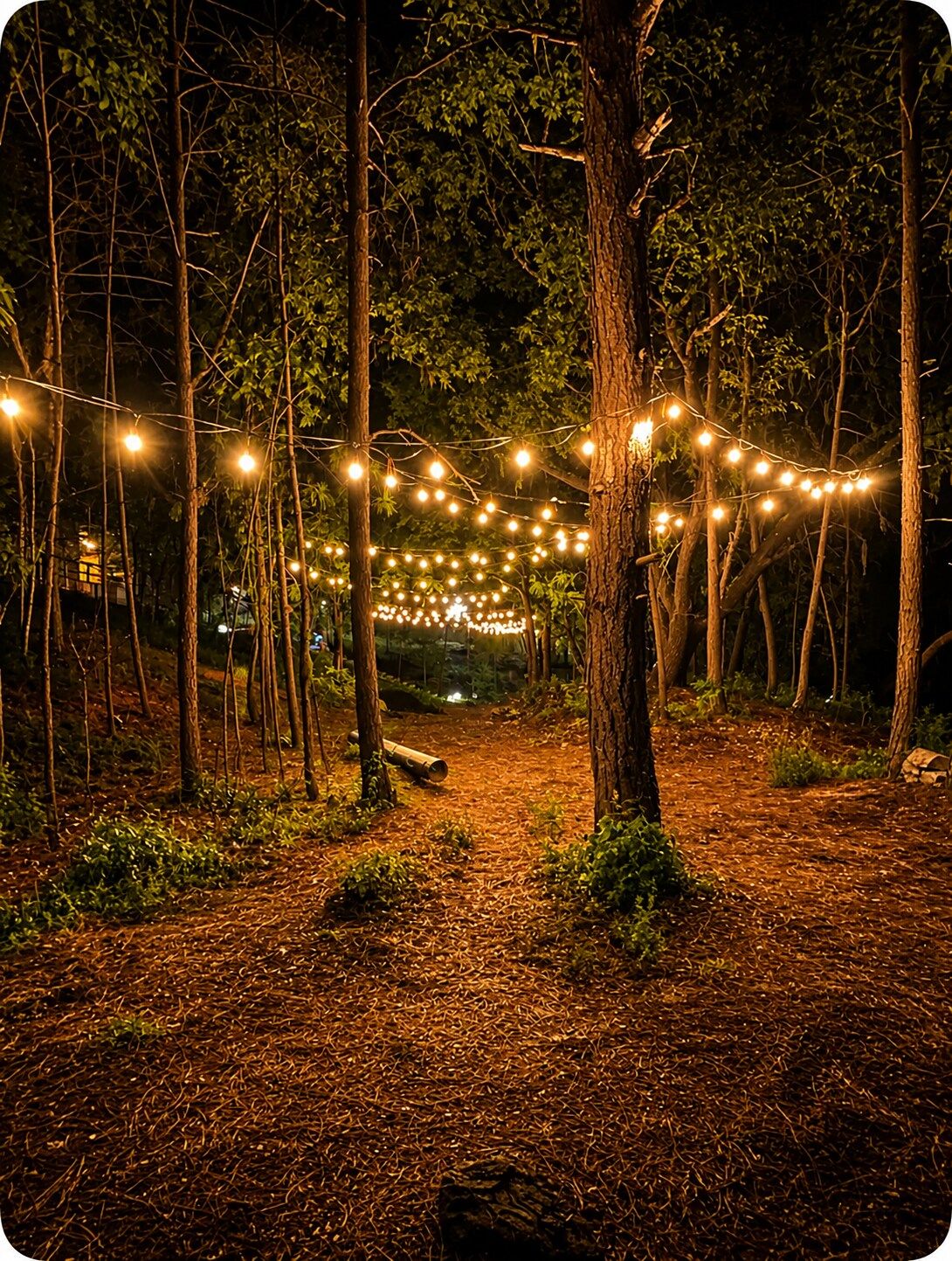 Ein Waldweg mit Lichterketten.