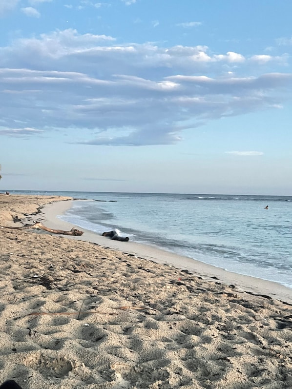Une plage avec un rivage sablonneux et une eau calme.