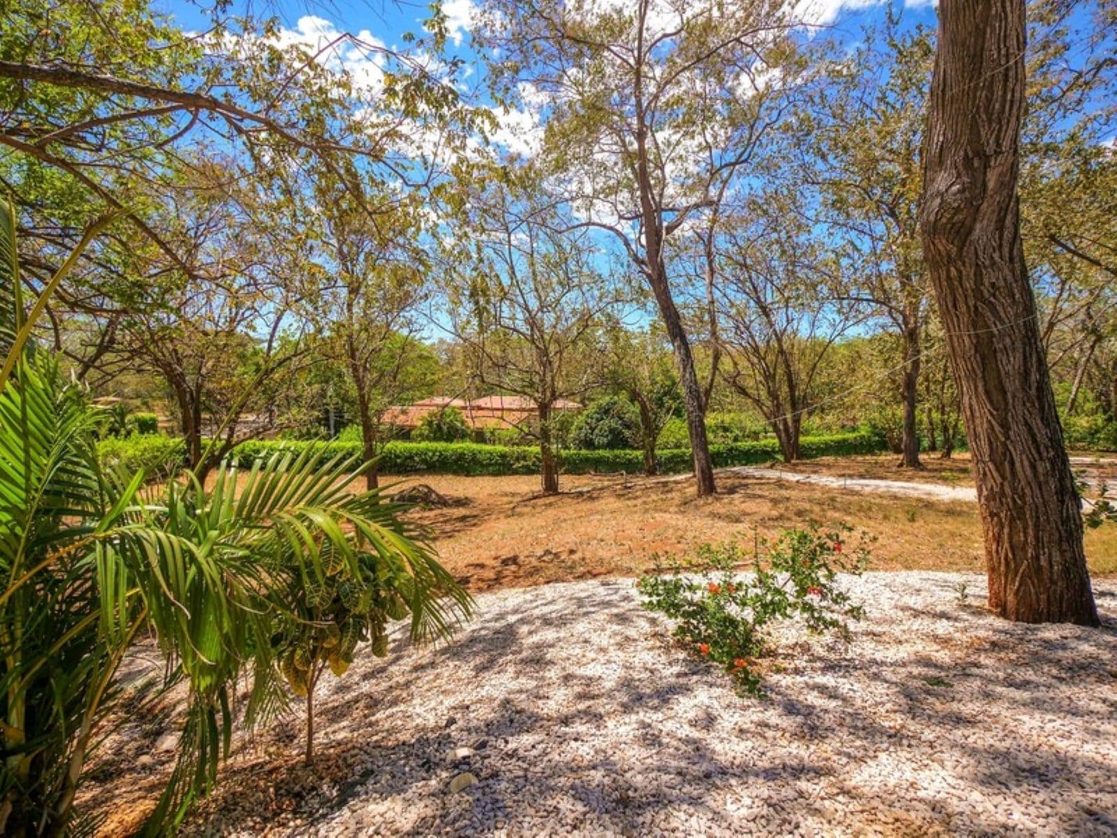 A natural landscape with trees, a gravel path, and a variety of plants.