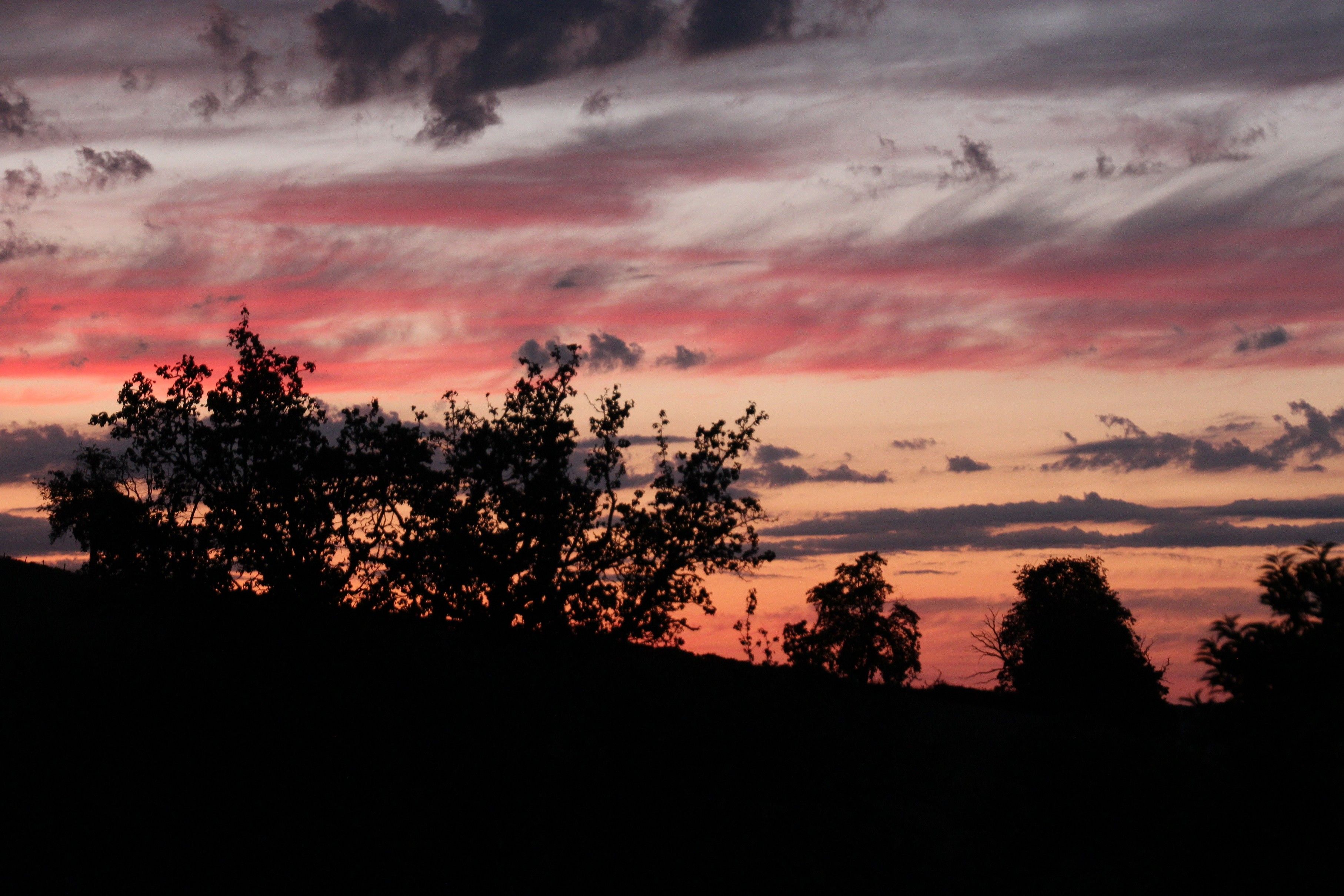 Silhouetten von Bäumen vor einem Sonnenuntergangshimmel.