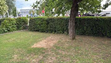 A grassy area with a tree and a hedge.