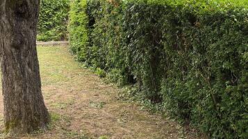 A tree-lined pathway with a hedge and a sign in the background.