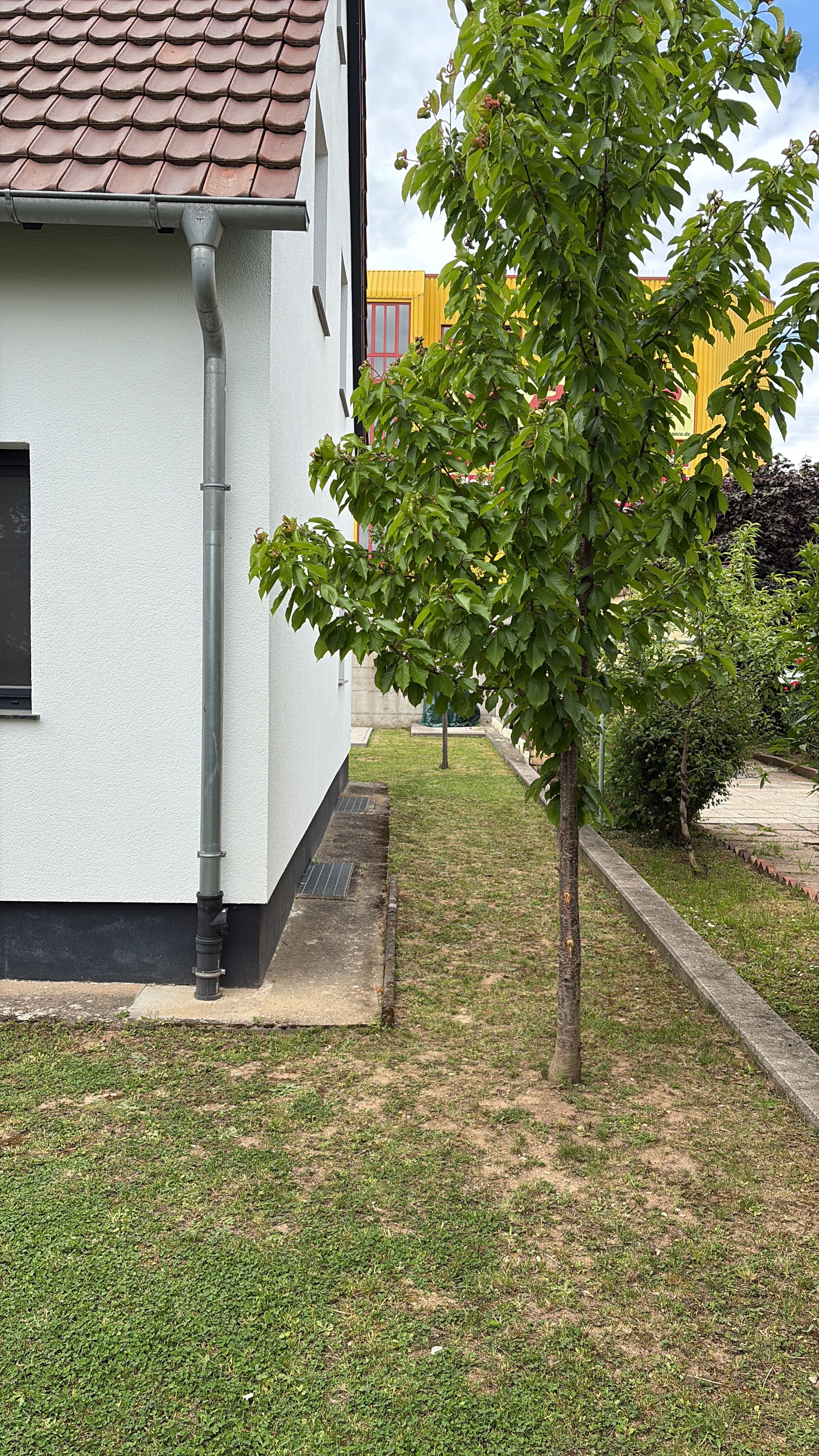 A building with a tiled roof, a tree in front, and a grassy area.